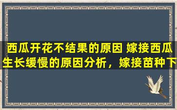 西瓜开花不结果的原因 嫁接西瓜生长缓慢的原因分析，嫁接苗种下去不生长，什么原因